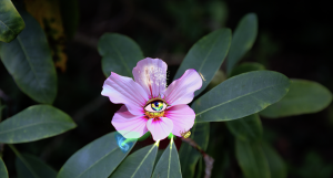 © Lauren Huret, <em>L’hypnose du jardin</em>