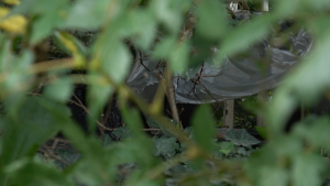 © Sélima Chibout, <em>MIAOU</em>, film still