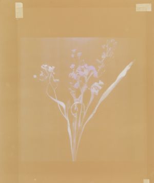 © Akosua Viktoria Adu-Sanyah, no flowers, 2025