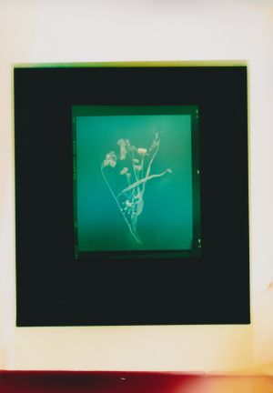 © Akosua Viktoria Adu-Sanyah, no flowers, 2025